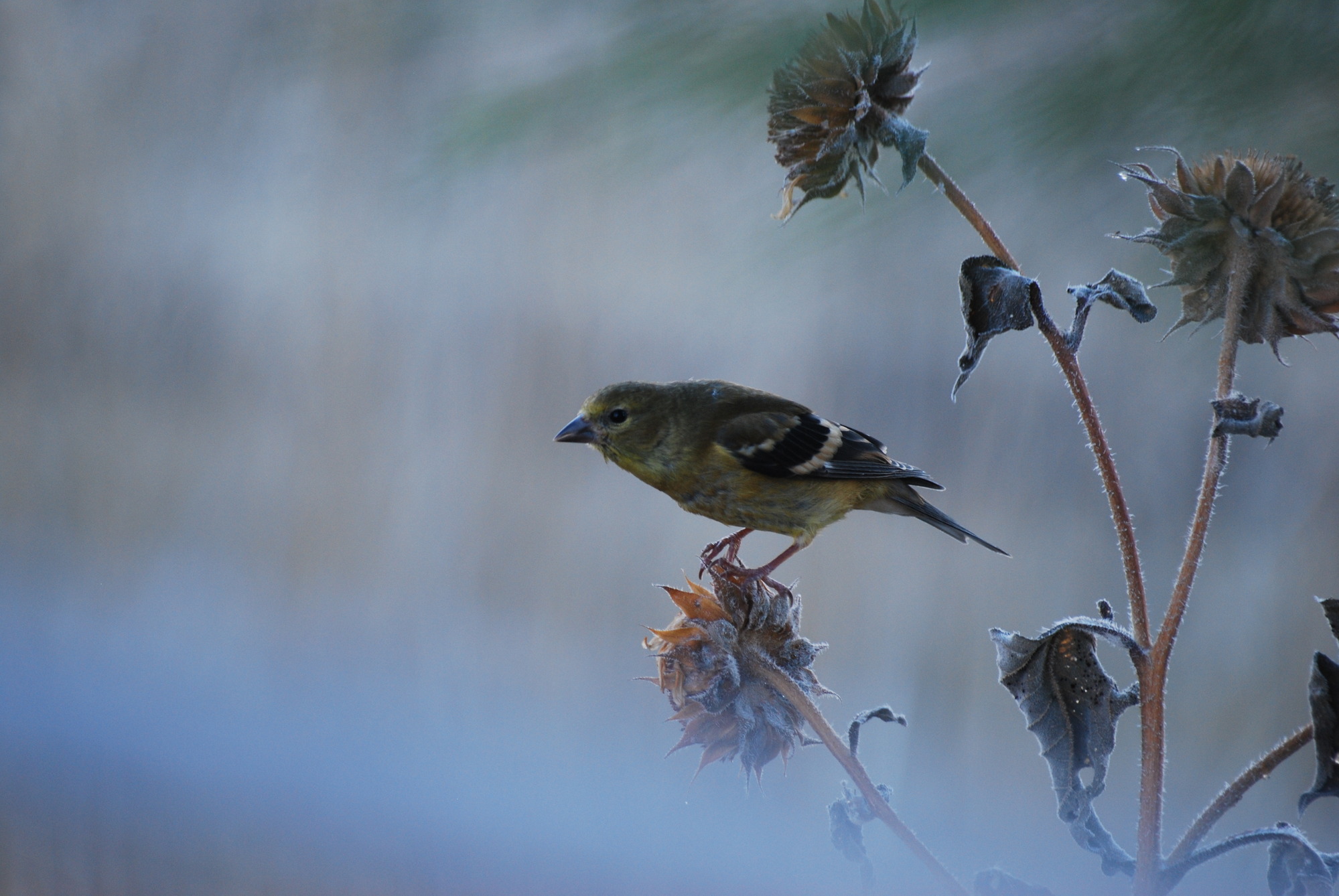 a brownish yellow bird with black and white striped wings