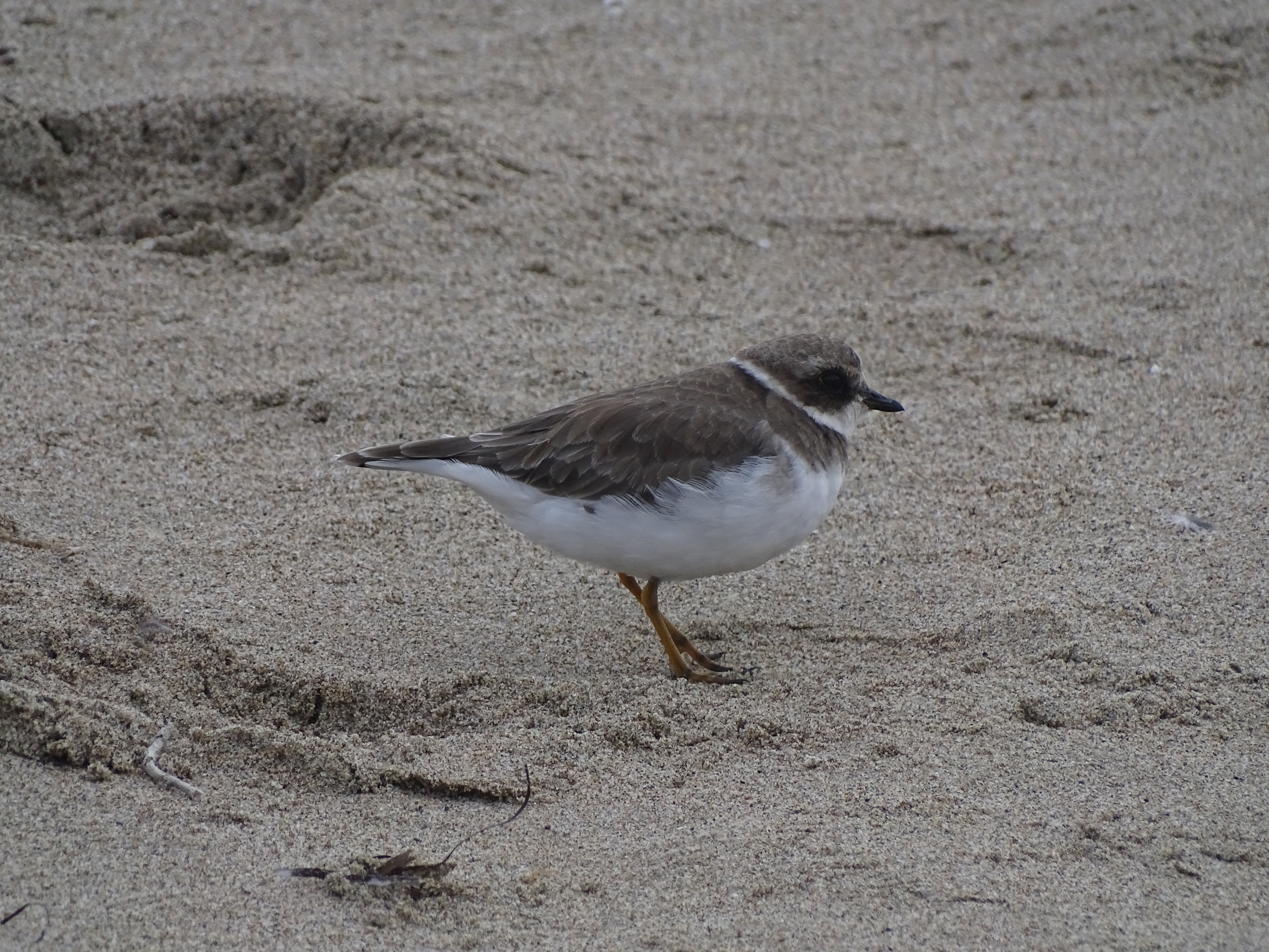 A photo of a small brown shorebird with a white band around its neck standing on sand.