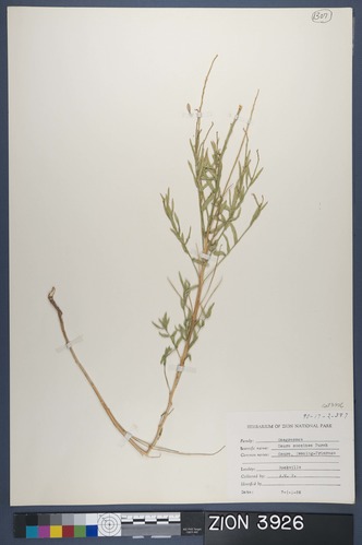 Herbarium Specimen Sheet 3926