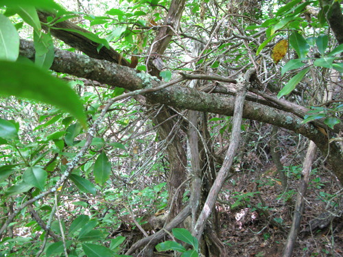 GRSM Accuracy Assessment. Plot Code: GRSM_AA_0806_2