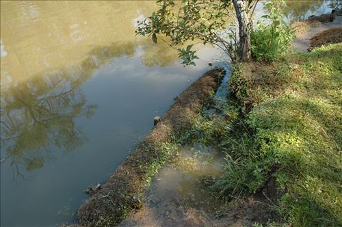 Restore Historic Dikes and Ponds at Kenilworth Aquatic Gardens in June 2010