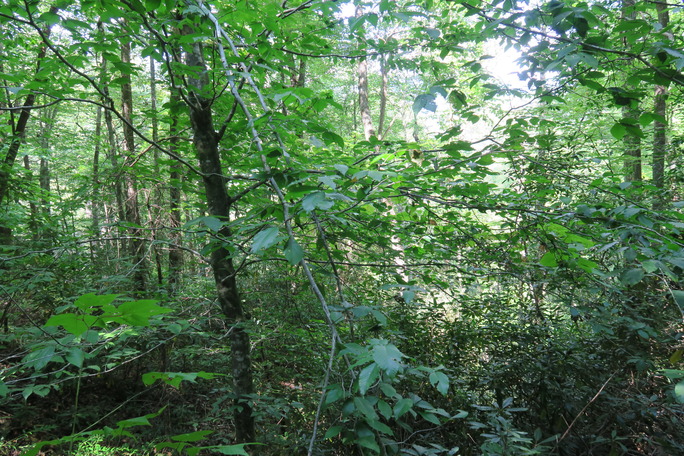 GRSM Accuracy Assessment. Plot Code: GRSM_AA_0845_6