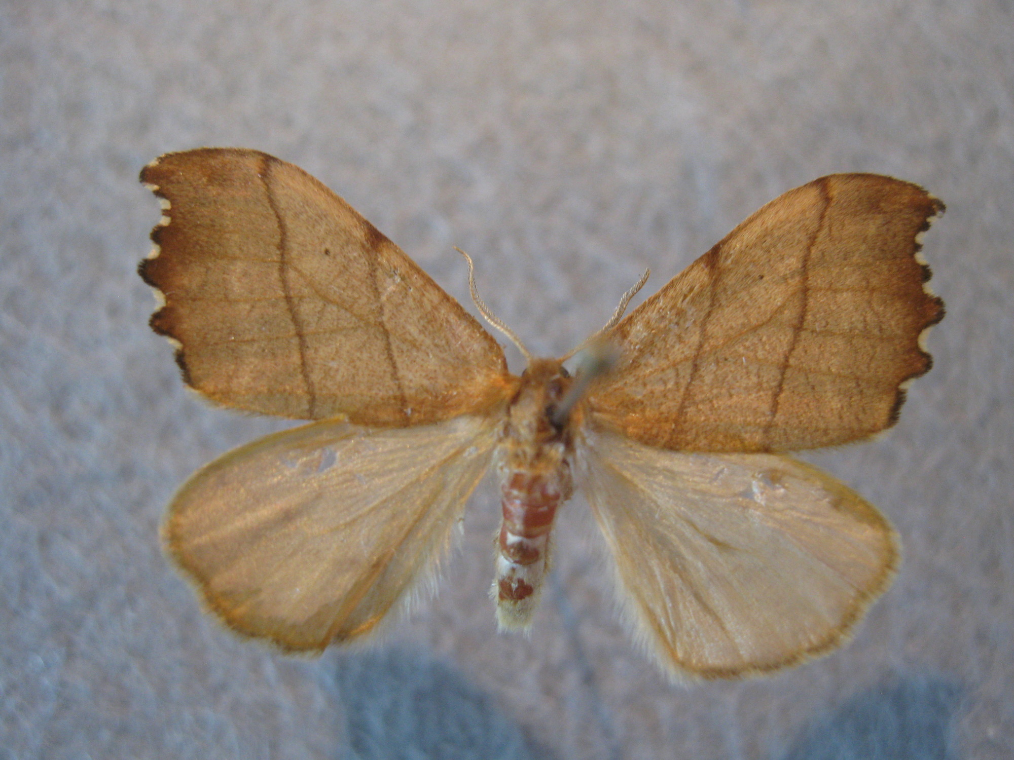 Dorsal view of pinned Two-lined hooktip moth