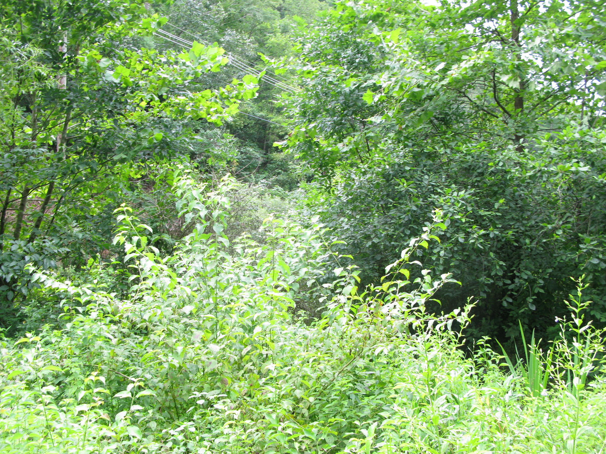 GRSM Accuracy Assessment. Plot Code: GRSM_AA_0809_4