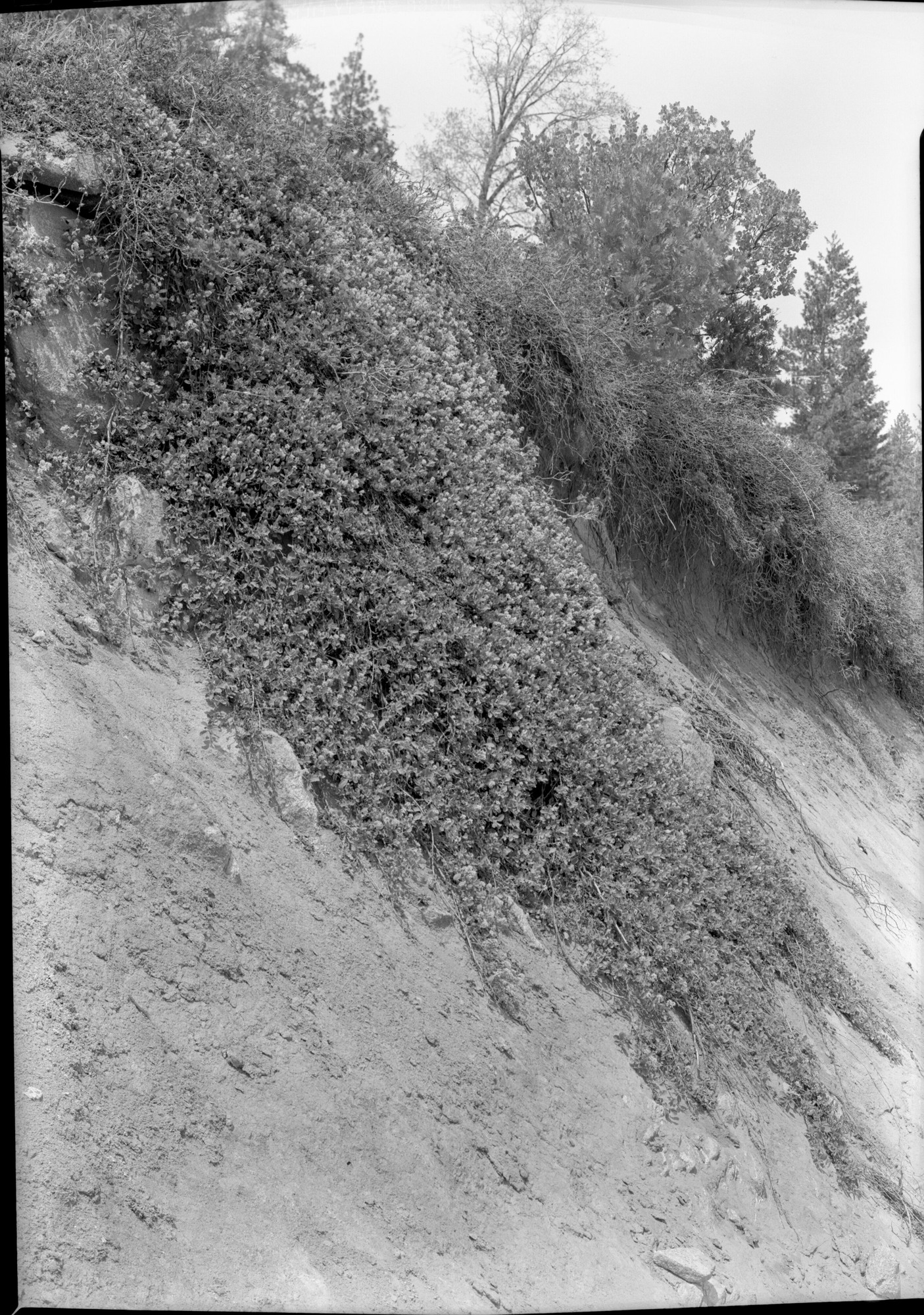 Ceanothus along Road Bank near Fish Camp