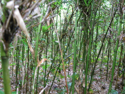 Plot Code: GRSM_AA_0482_3