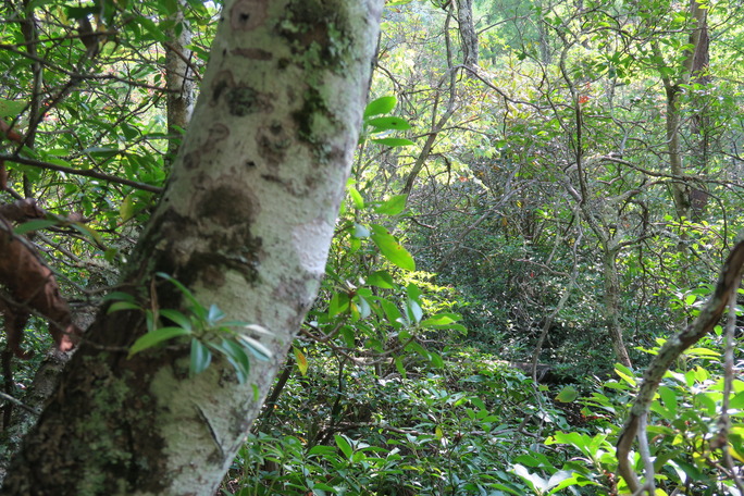 GRSM Accuracy Assessment. Plot Code: GRSM_AA_0921_3