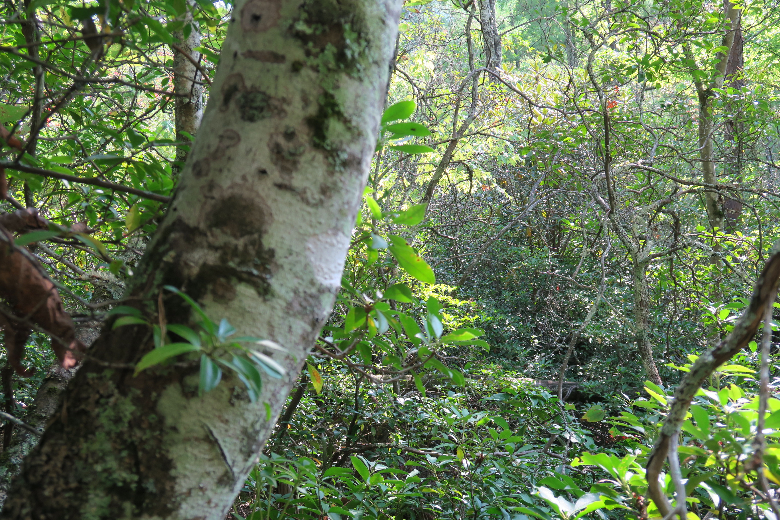 GRSM Accuracy Assessment. Plot Code: GRSM_AA_0921_3