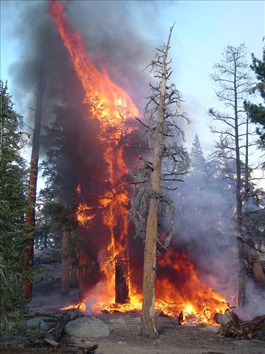 Hot Springs wildfire, Sequoia and Kings Canyon National Parks, summer 2004