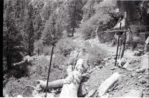 BW photo of the 1937 grazing study 35MM.