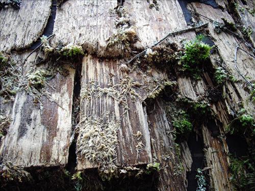 Cedar Shake Decay 12 2009 Glacier Bay National Park Canoe Shelter