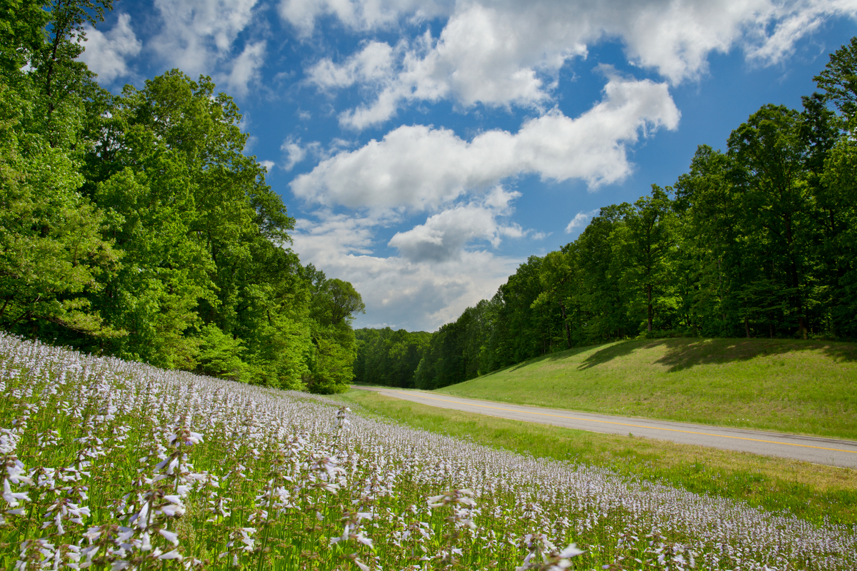 A hillside covered with light blue flowers, several along each stem.