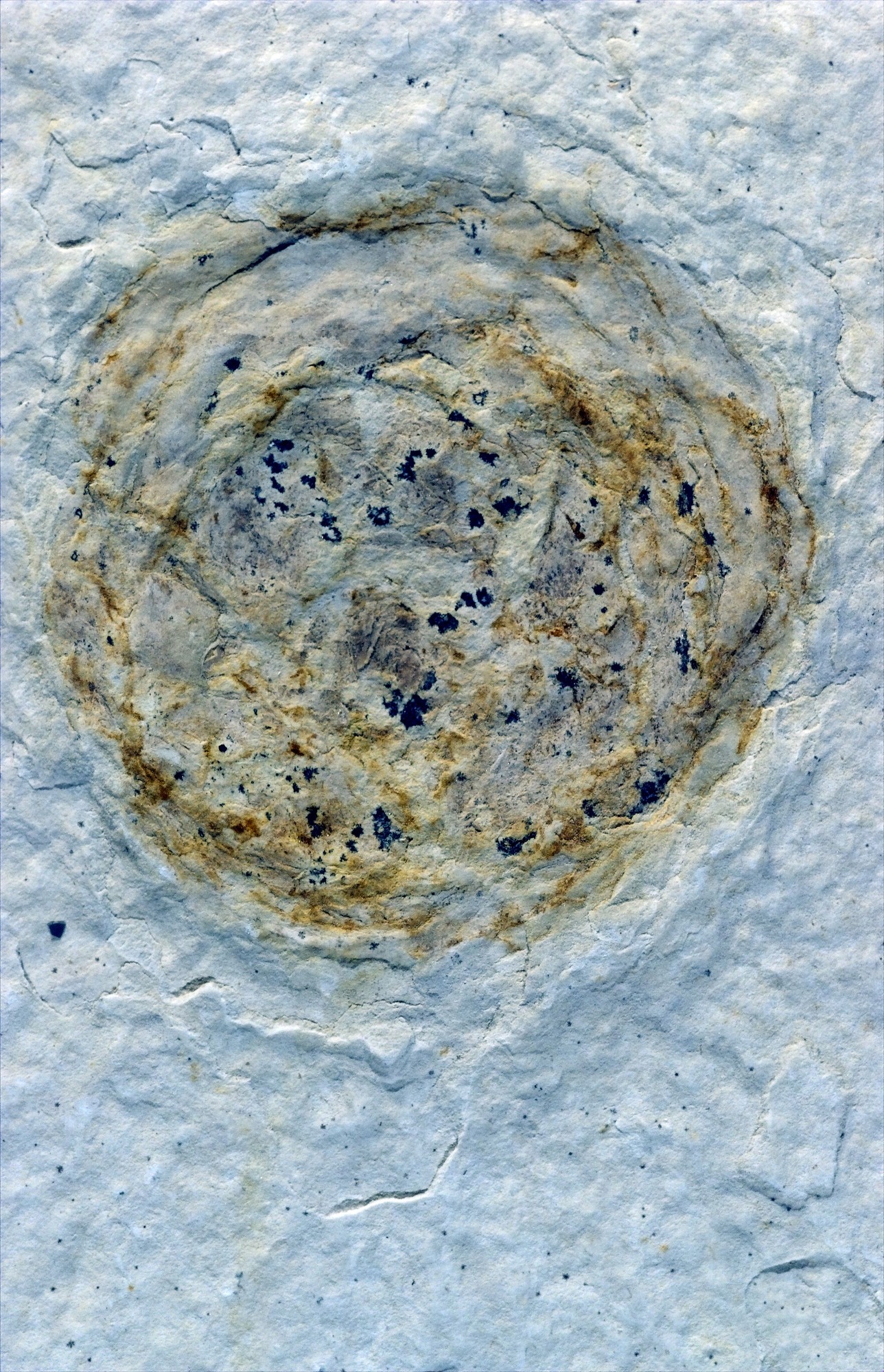 A brown, tan, and black textured circle on a cream stone.