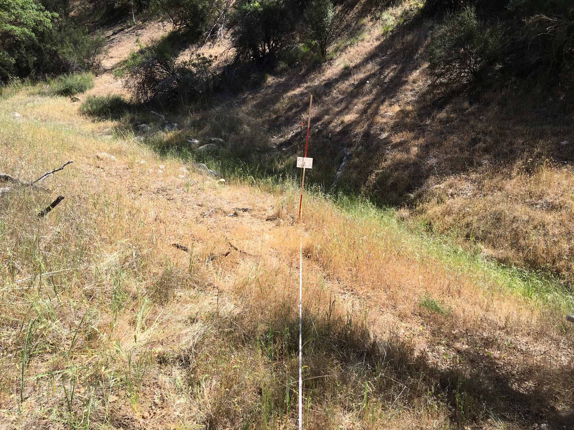Eye-level view from the center point of a plant community monitoring plot