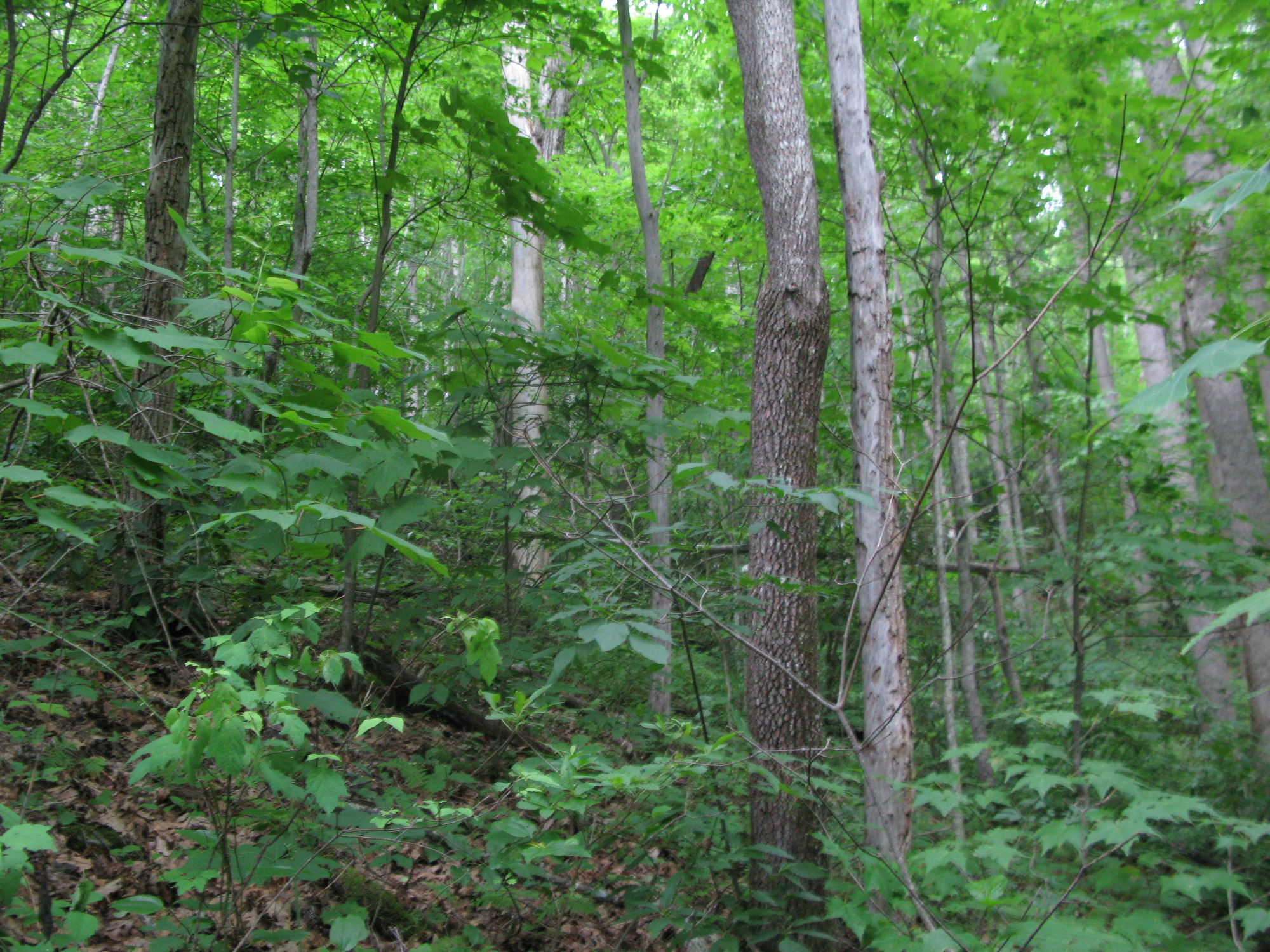 GRSM Accuracy Assessment. Plot Code: GRSM_AA_0914_2