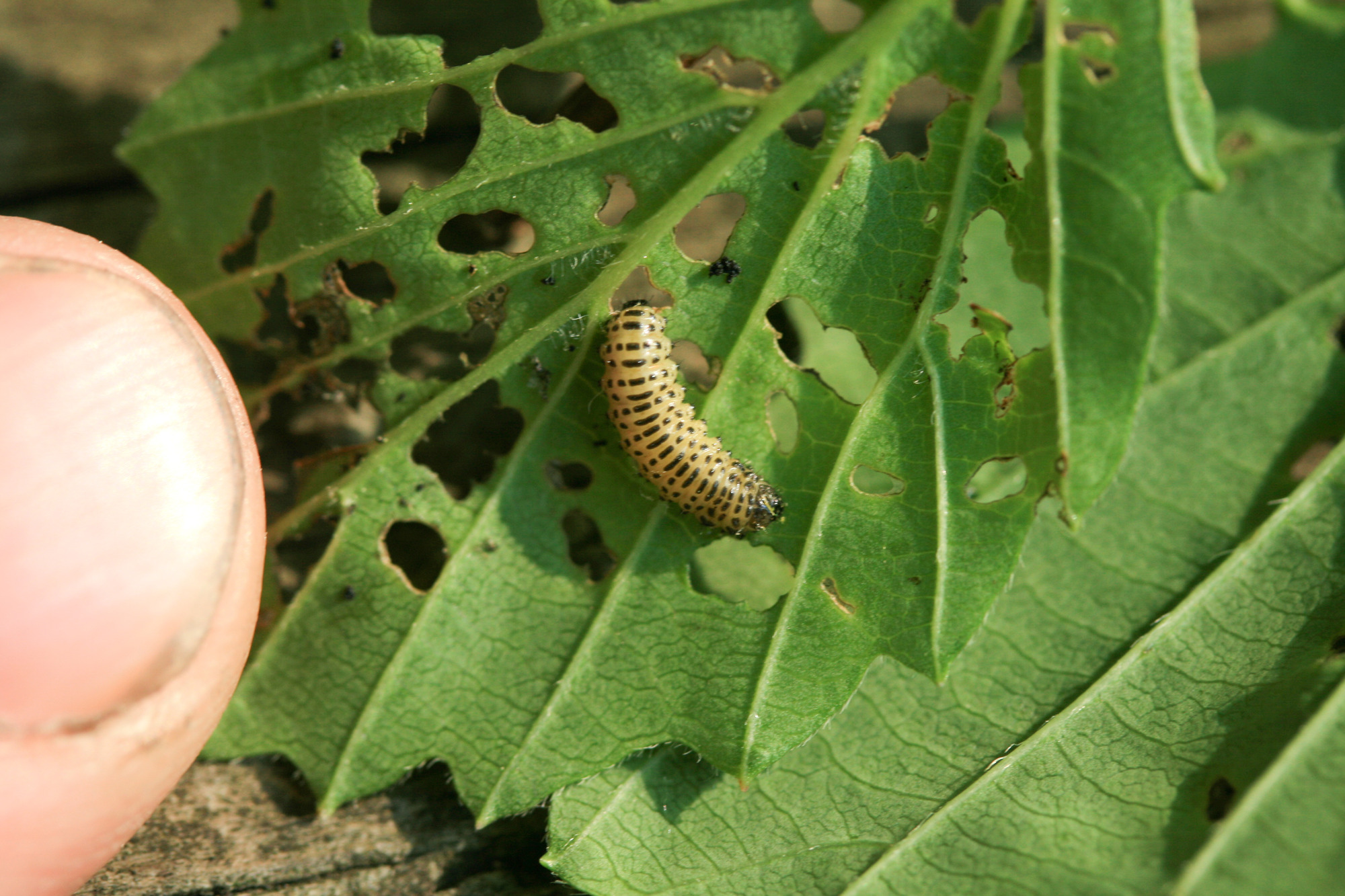 Small black and yellow caterpillar on the underside of an extensively eaten leaf.