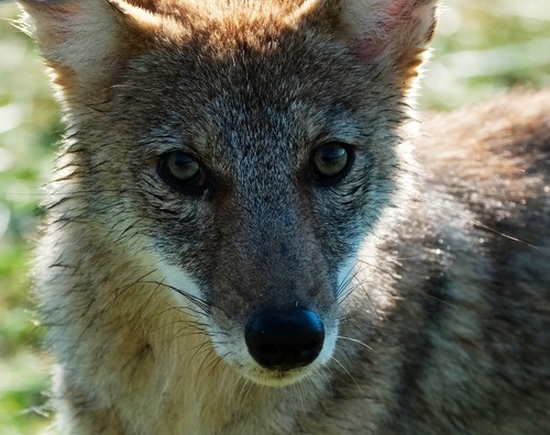A portrait of a coyote.
