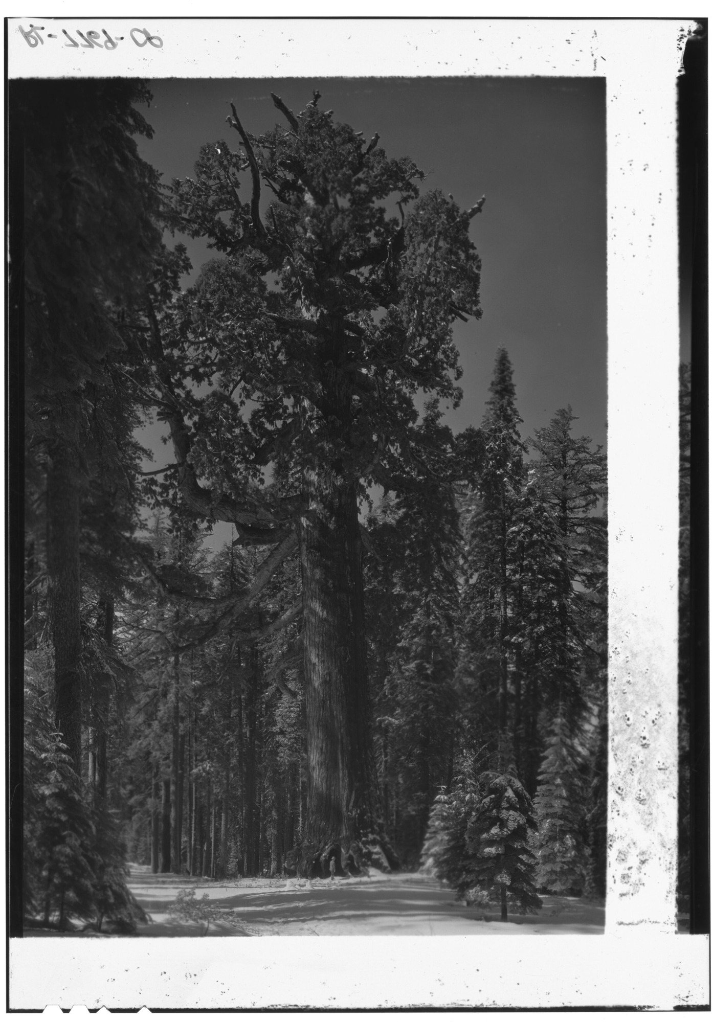 Grizzly Giant in midwinter