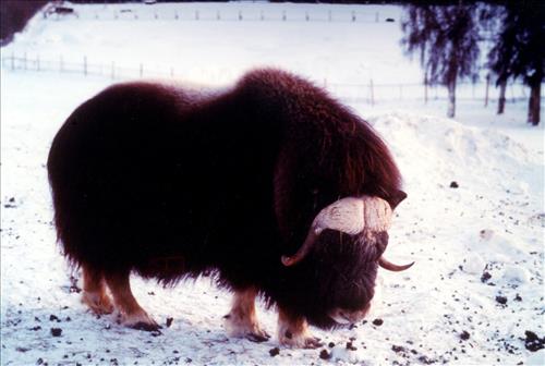 1 Muskoxen in Alaska