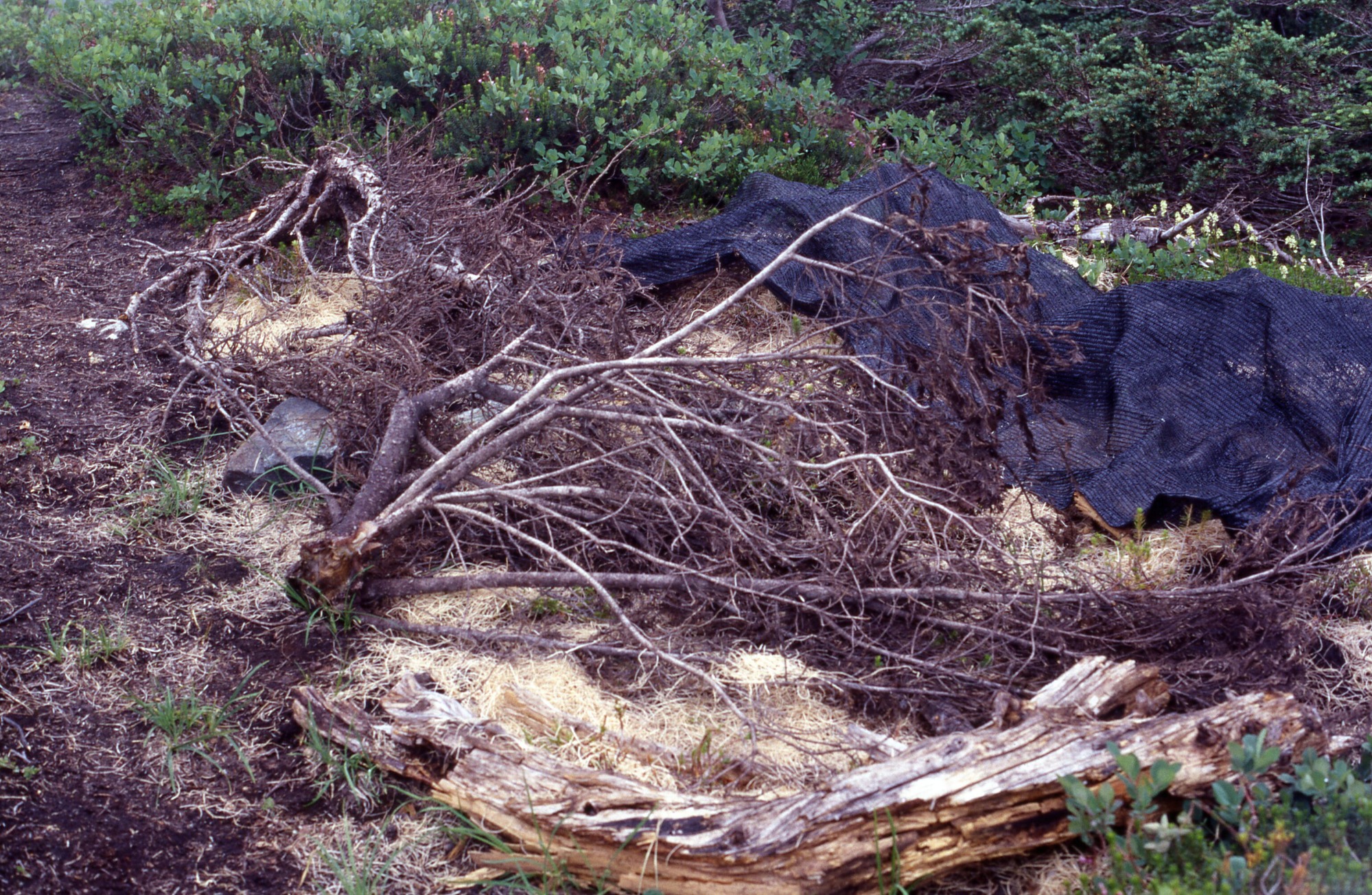 A bare patch of earth covered in curly mulch and fallen tree branches surrounded by shrubs. A shade cloth is off to the right.