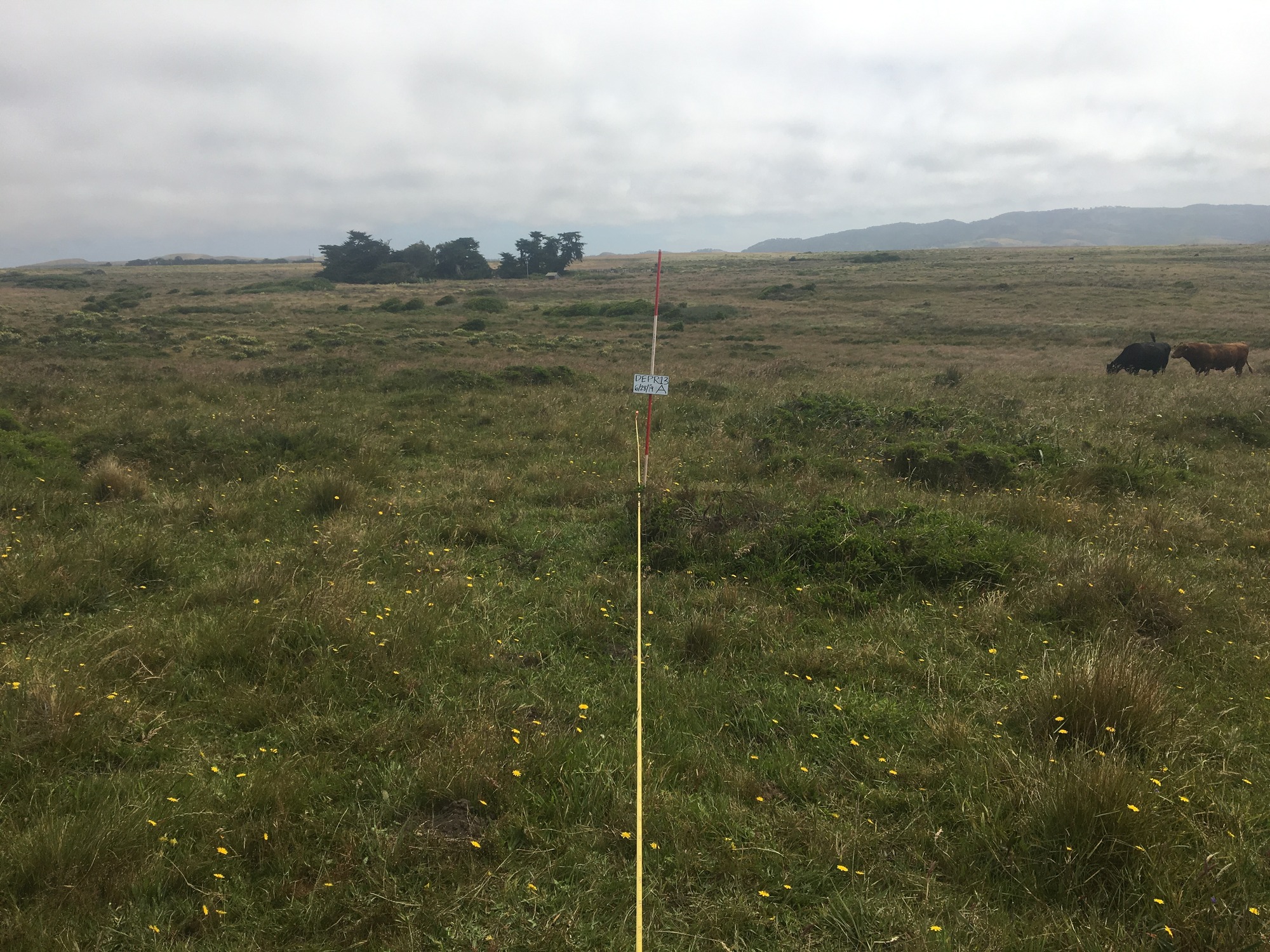 Eye-level view from the center point of a plant community monitoring plot