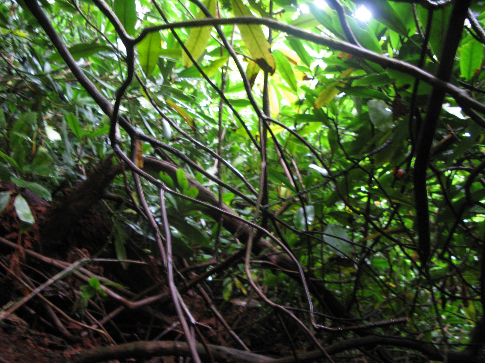 GRSM Accuracy Assessment. Plot Code: GRSM_AA_0384_2