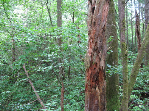 GRSM Accuracy Assessment. Plot Code: GRSM_AA_0961_5