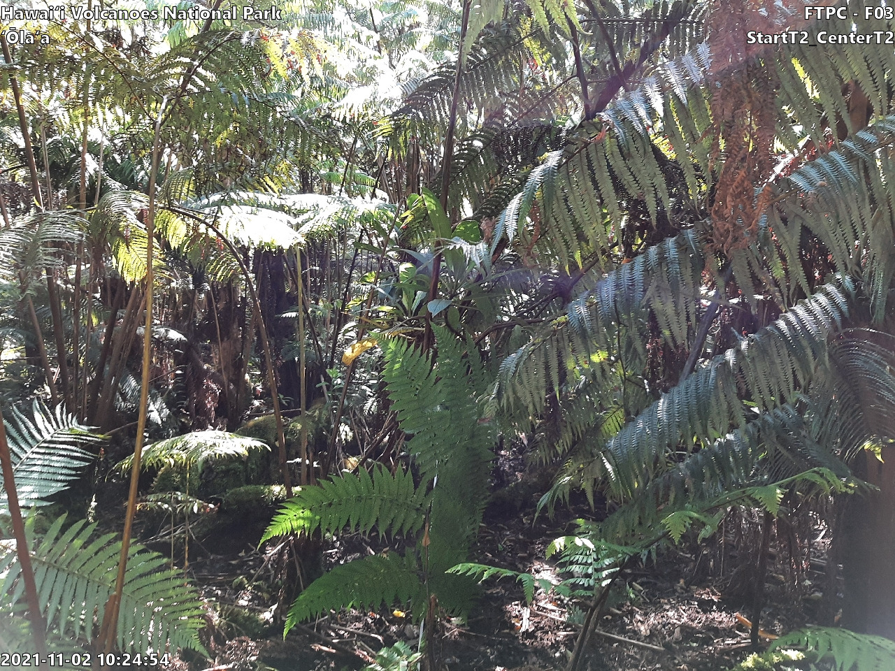 Eye-level view of plant community at monitoring site