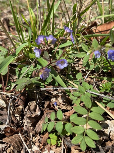 Blue-purple colored flowers bunched together on a vine. 