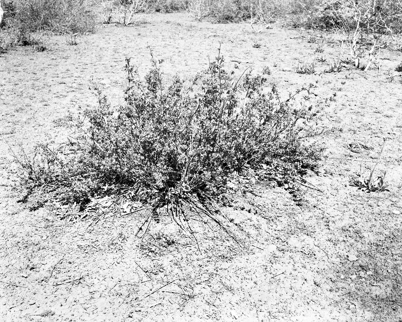 A large snowberry bush. Exhibit 19.