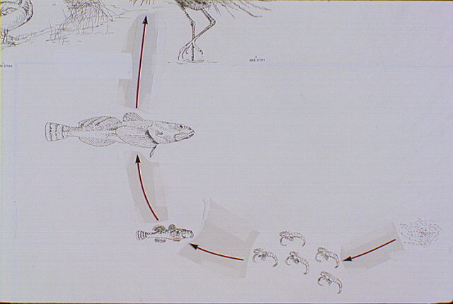 Detail of a simplified marsh food-chain within Rodeo Lagoon: Mysid shrimp, Tidewater goby, and plankton