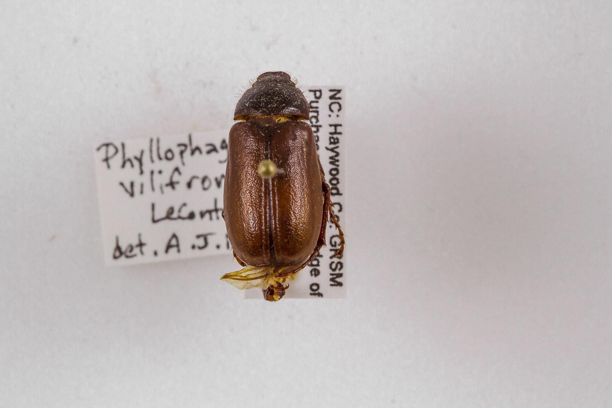Image of Phyllophaga vilifrons, a species of Insect