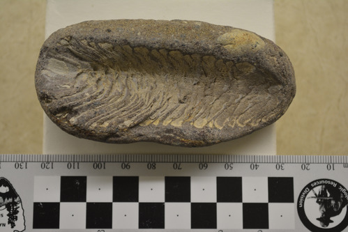 An oblong rock with an indentation shaped like a pine cone