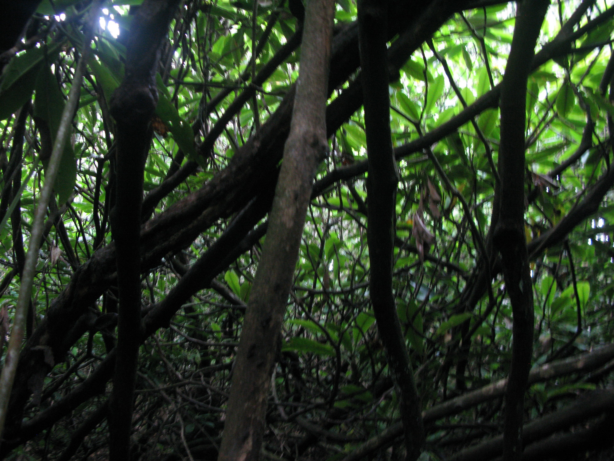 Plot Code: GRSM_AA_0695_2