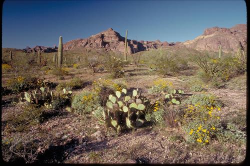 Organ Pipe and Other Cacti at Organ Pipe National Monument, Arizona