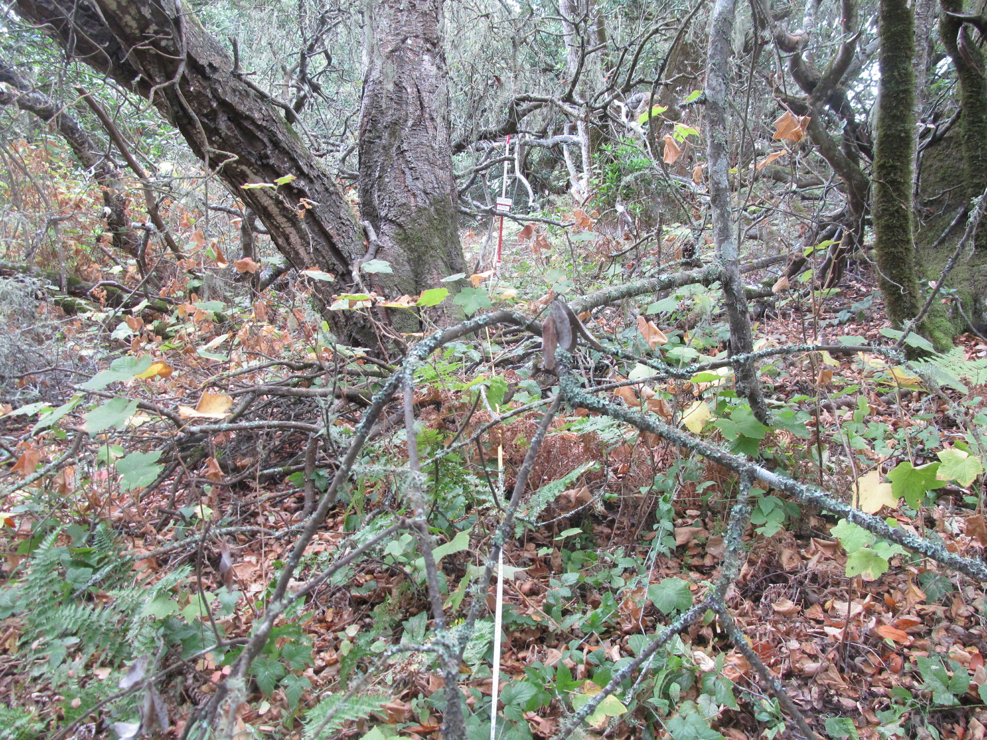 Eye-level view from the center point of a plant community monitoring plot