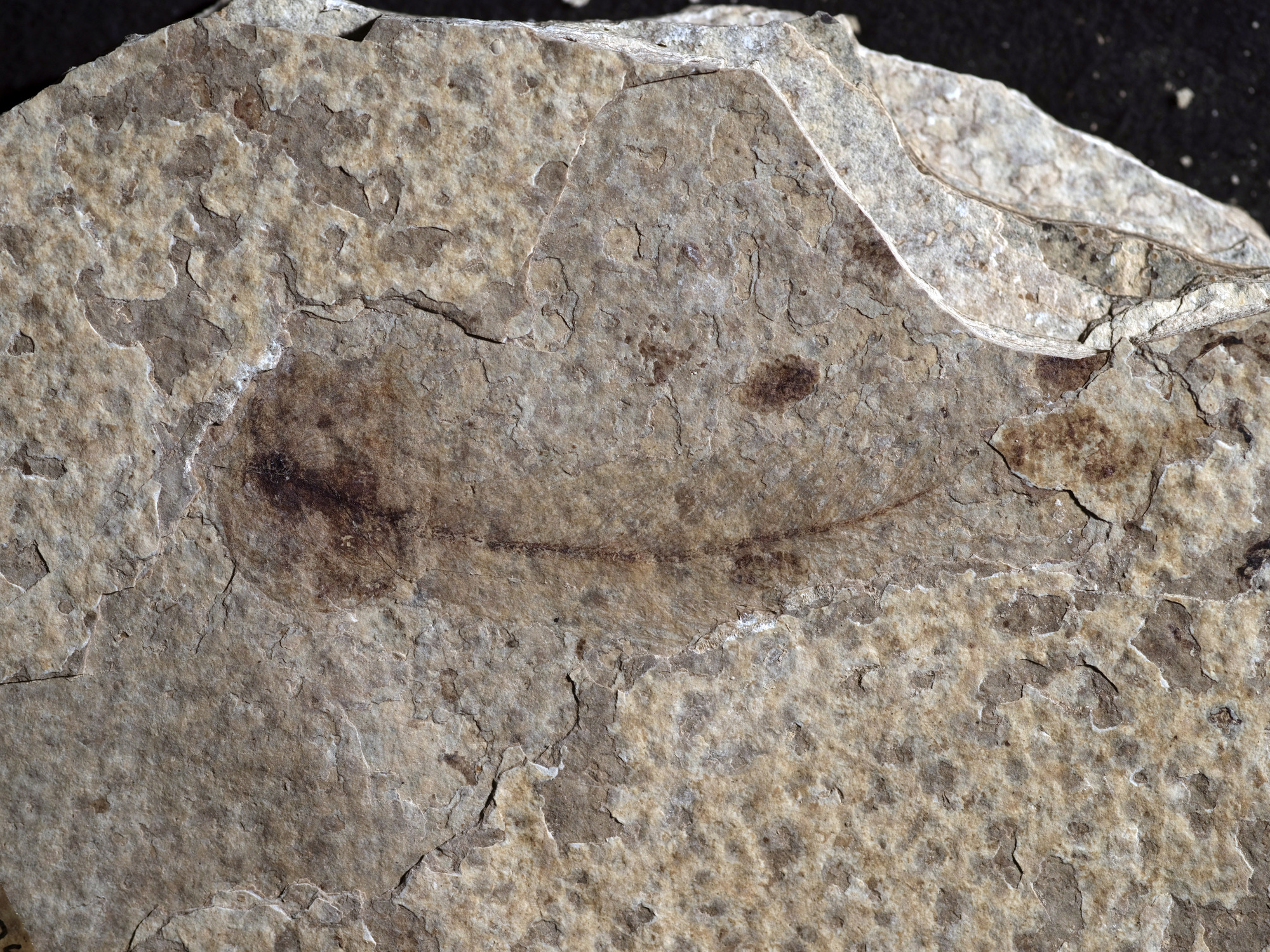 A dark brown curving line with a circle on the left-most end.