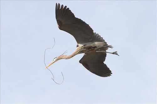 Great blue heron in Cuyahoga Valley National Park