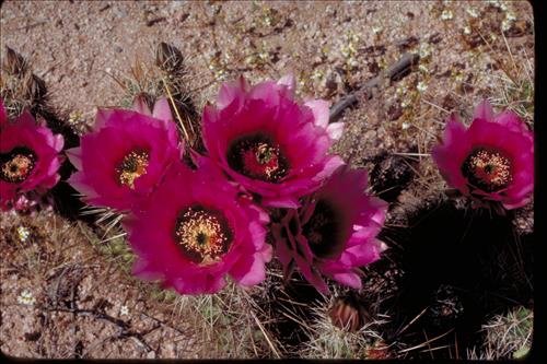 Organ Pipe and Other Cacti at Organ Pipe National Monument, Arizona