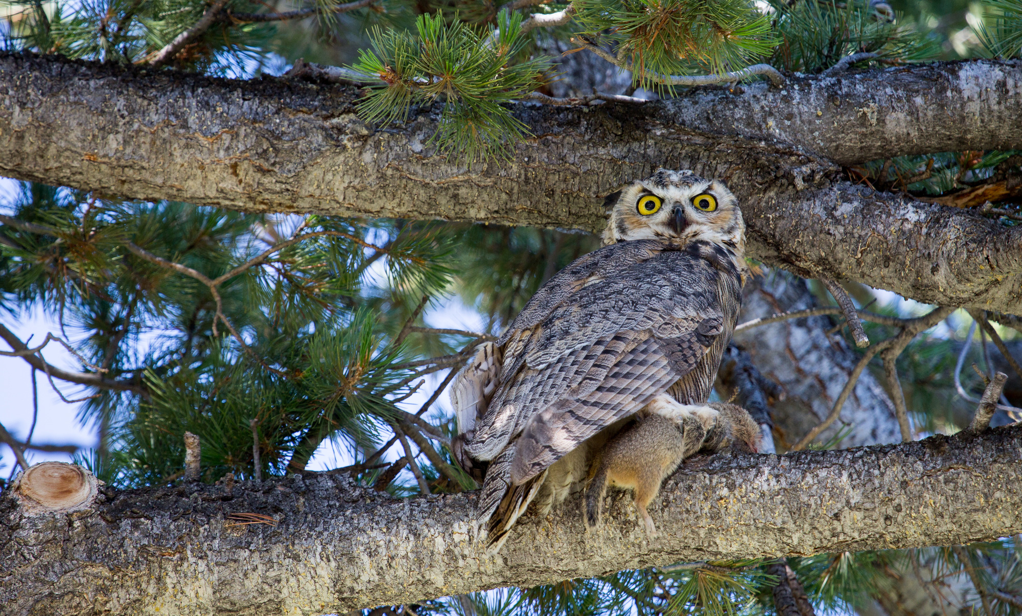 Great horned owl perches on conifer limb with a ground squirrel in its talons.