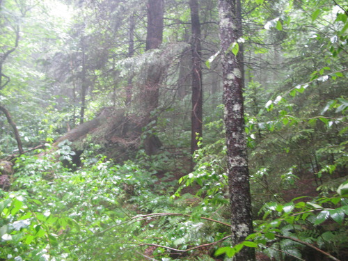 GRSM Accuracy Assessment. Plot Code: GRSM_AA_0390_2