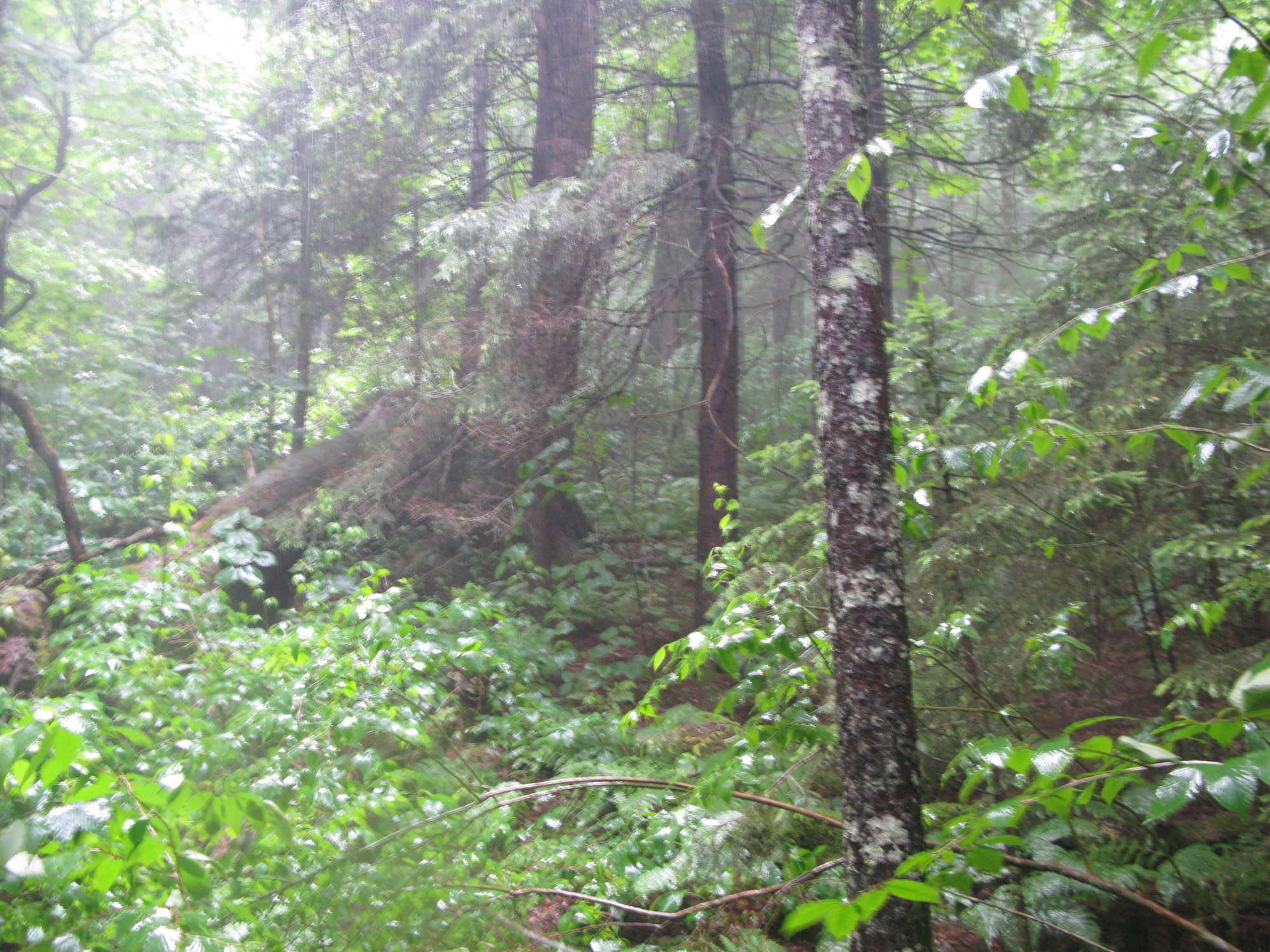 GRSM Accuracy Assessment. Plot Code: GRSM_AA_0390_2