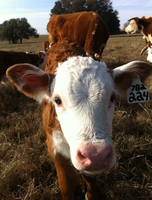 A calf takes a close-up look into the camera.