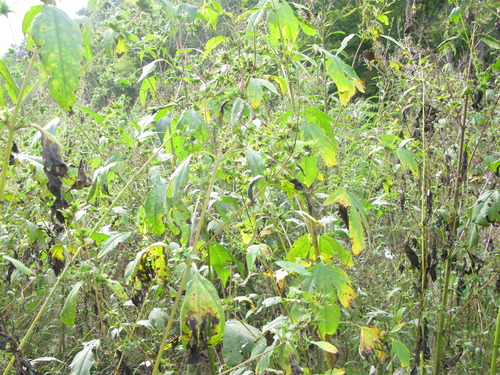 GRSM Accuracy Assessment. Plot Code: GRSM_AA_0614_5