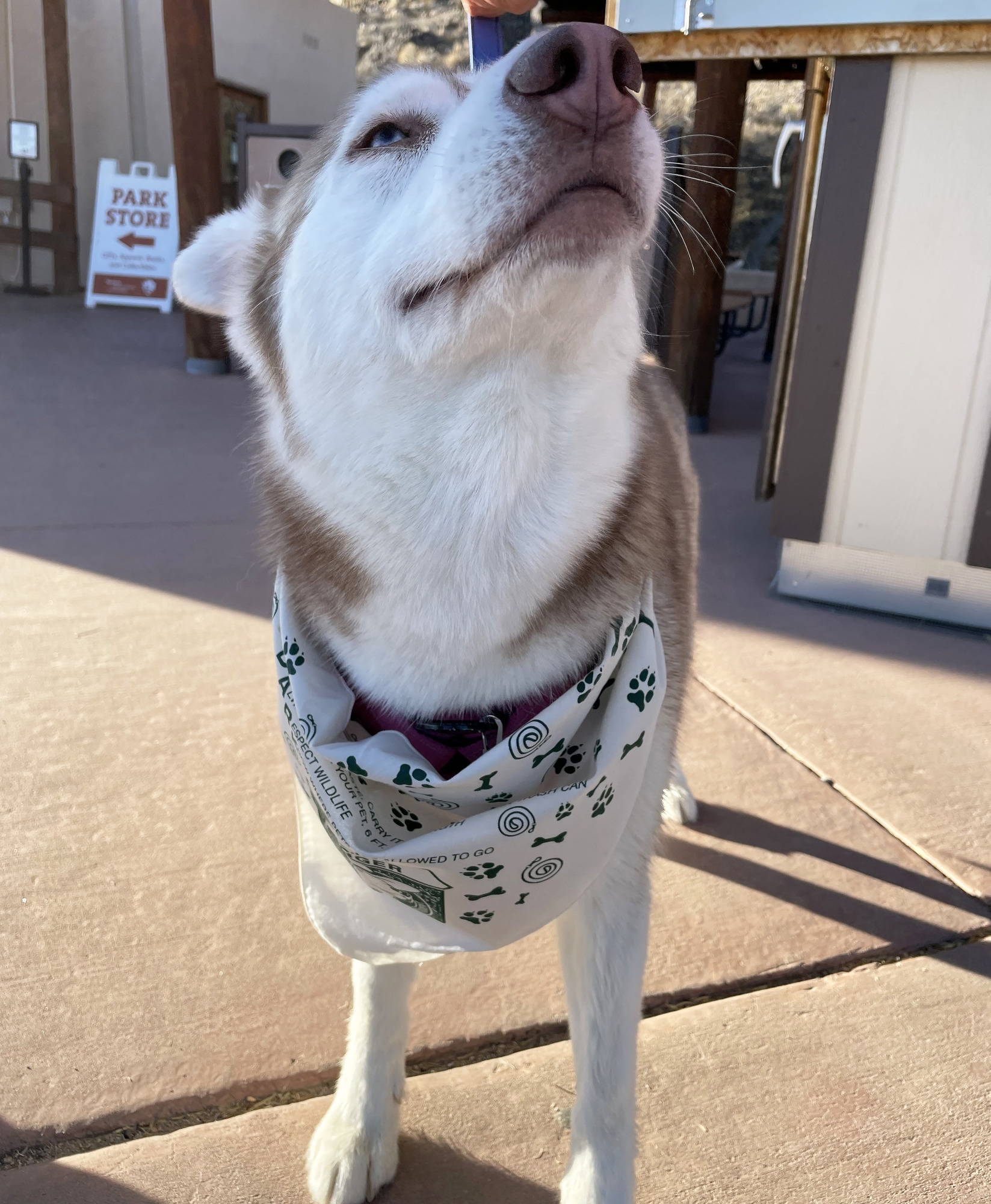 A large white and brown dog wearing a white and green bandana. 