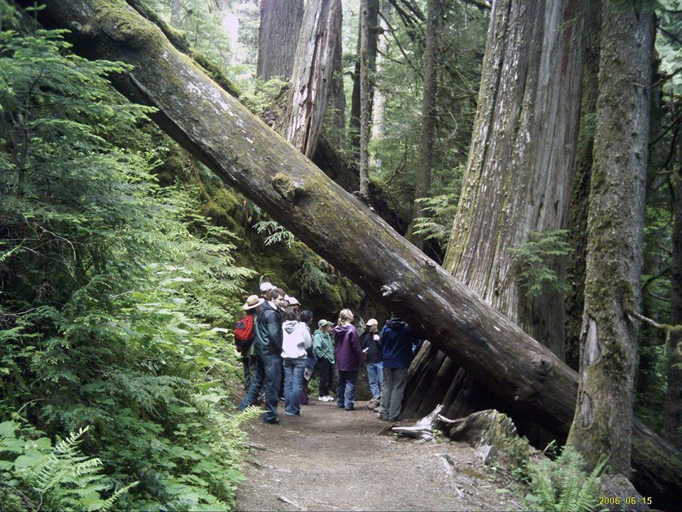 A group of people pause on a trail next to several large trees and a fallen tree leaning at an angle over the trail. 