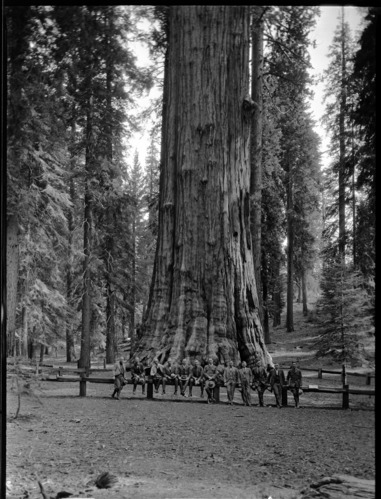 Conservation Committee in sequioa grove.