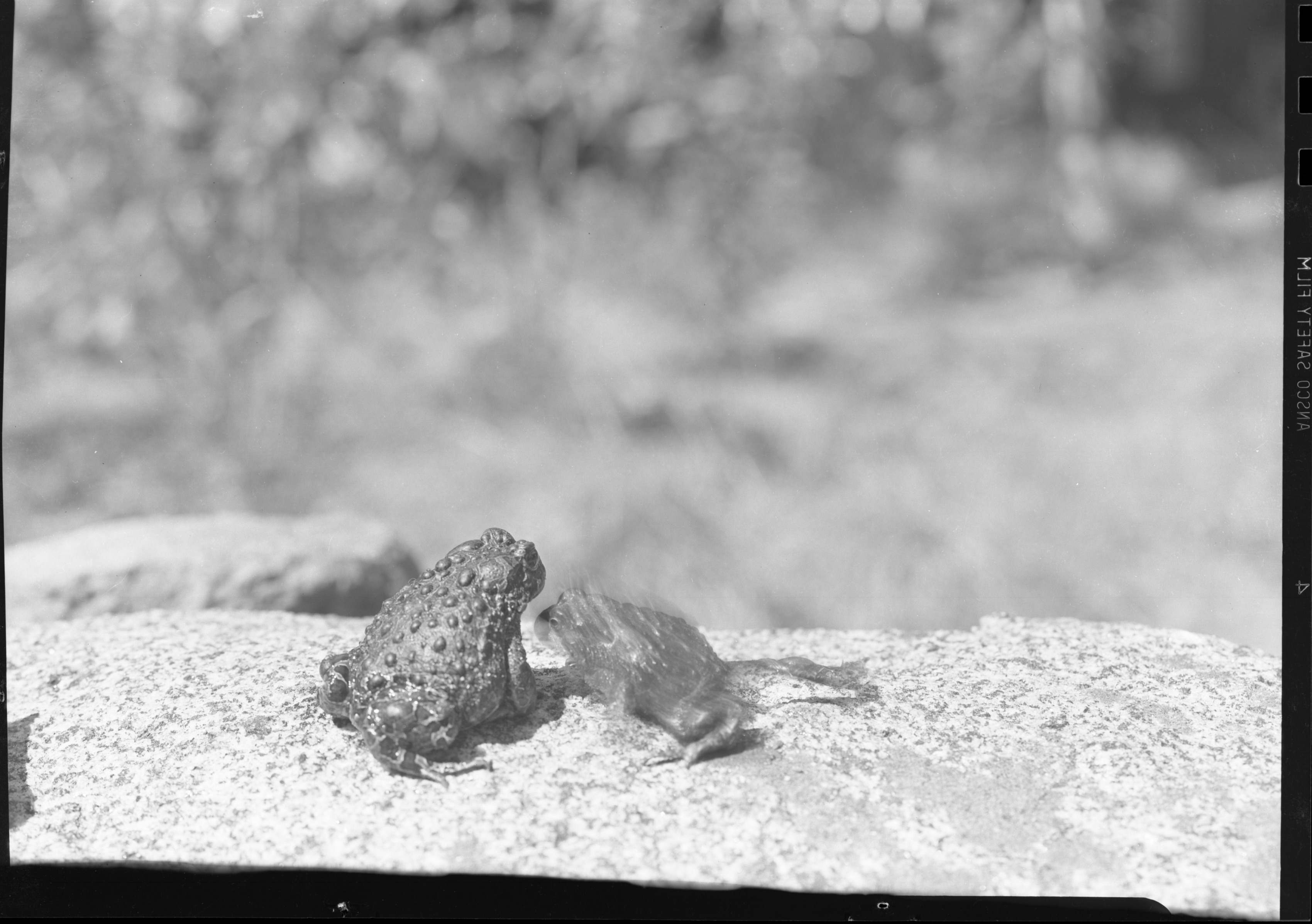 Yosemite toads