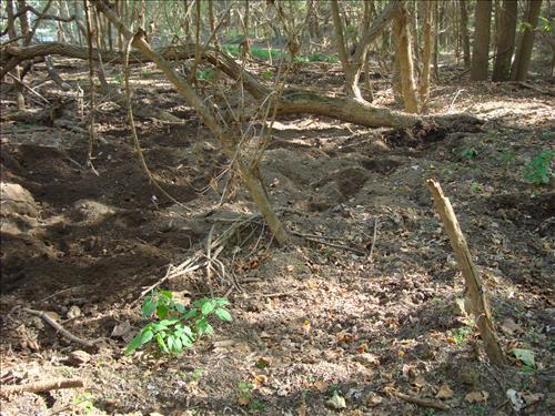Feral Hog Damage At Big Creek and Sanders Field, Buffalo National River