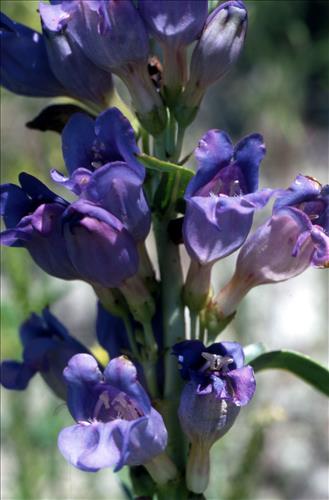 Badlands Flowers: Red, Pink, Blue